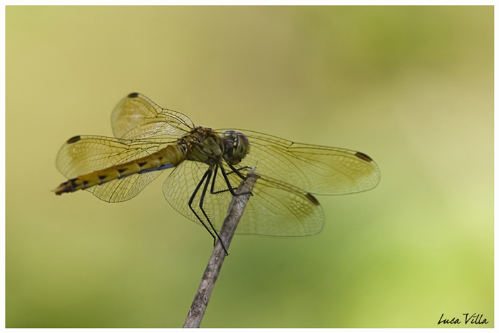 aiuto identificazione - Sympetrum depressiusculum (femmina)